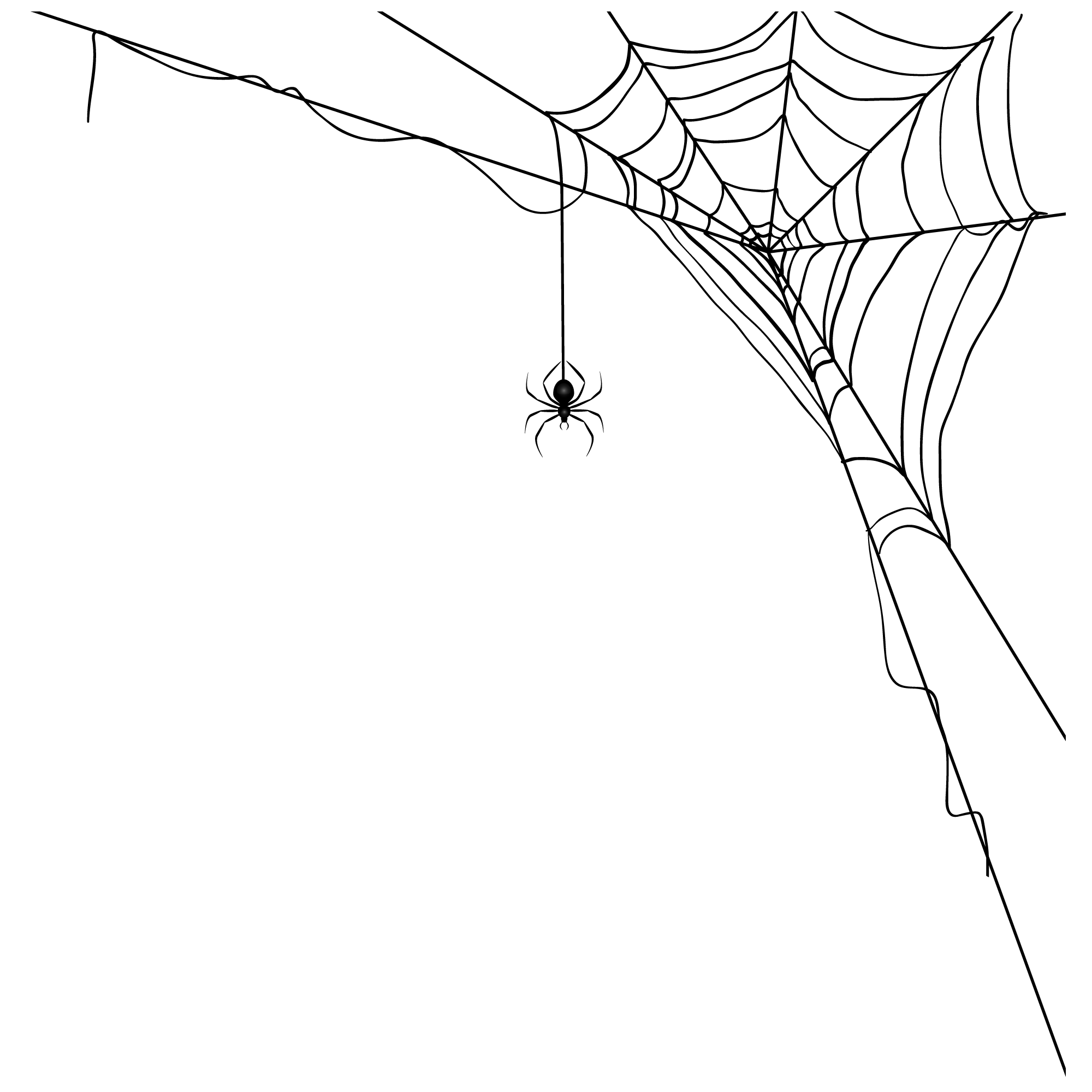 Spider Image
